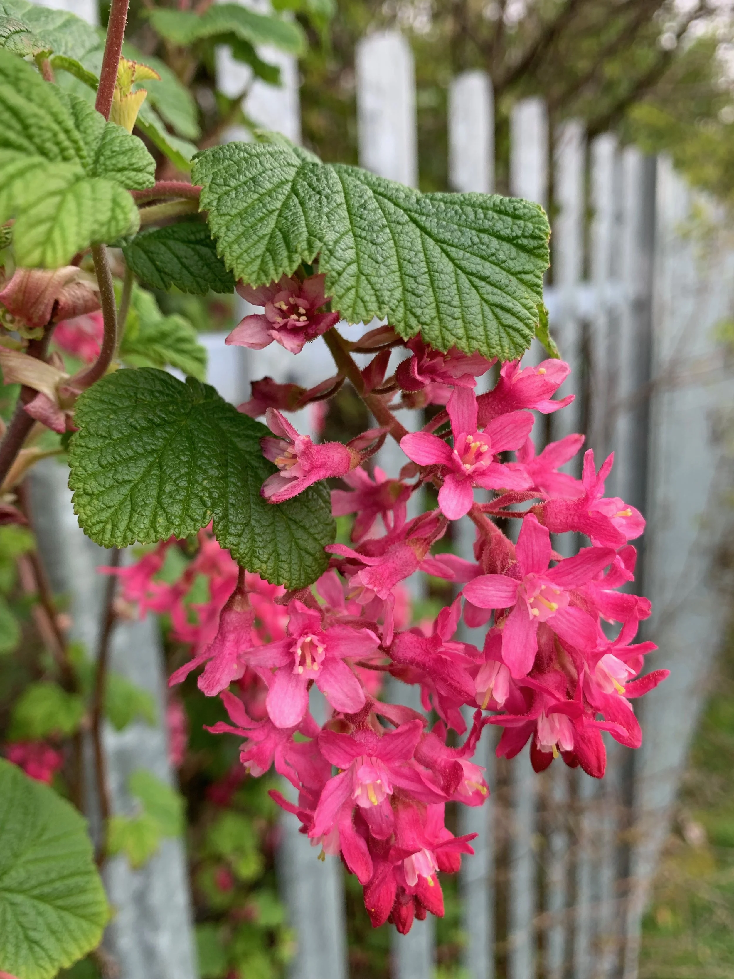 Ribes rubrum - Red Currant — BSBI VC77